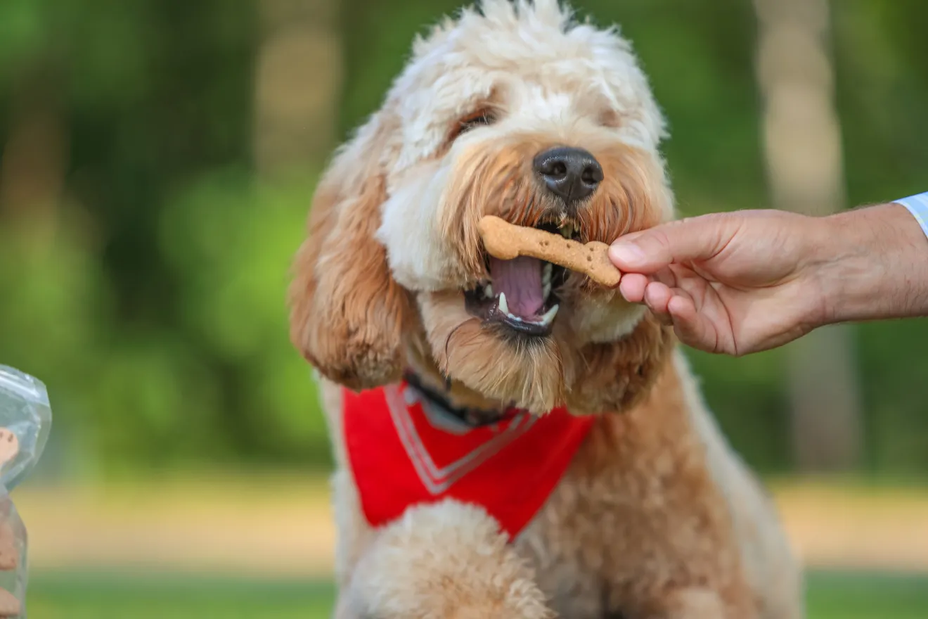 A dog being given a Pets & People dog bone